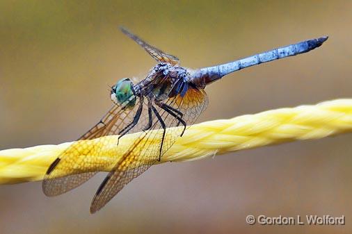 Dragonfly On A Rope_13175.jpg - Photographed at Smiths Falls, Ontario, Canada.